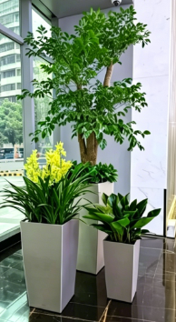 宁波绿植租摆位置怎么做好？详细步骤分享